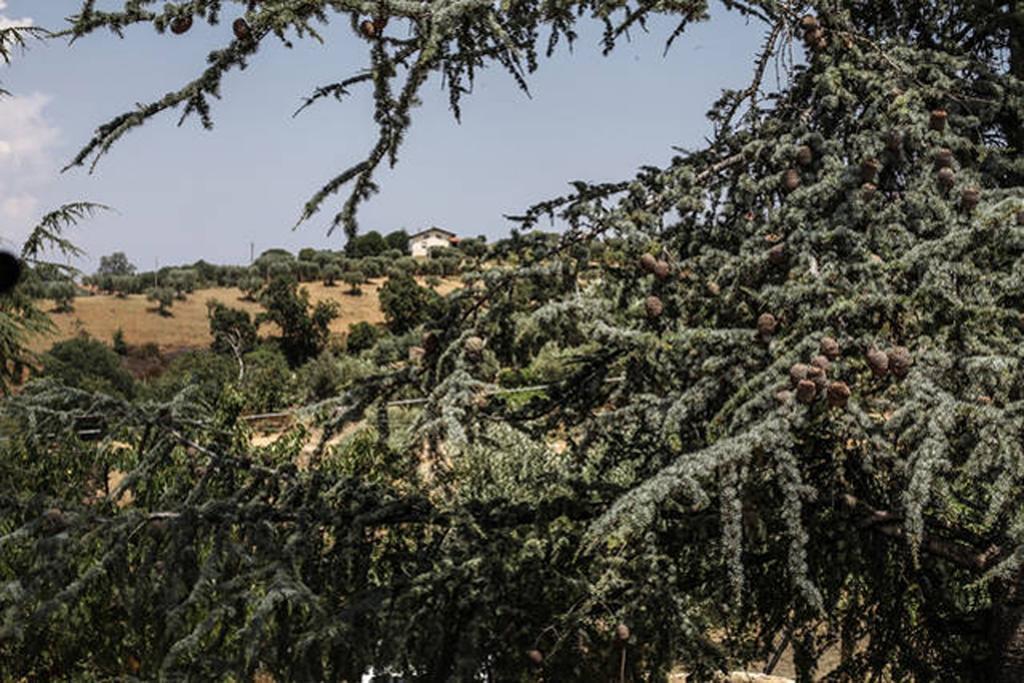 Agriturismo Miracco Atanasio Franco "Il Maniero" Santa Sofia d'Epiro Exterior foto