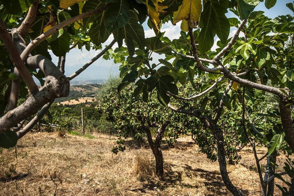 Agriturismo Miracco Atanasio Franco "Il Maniero" Santa Sofia d'Epiro Exterior foto