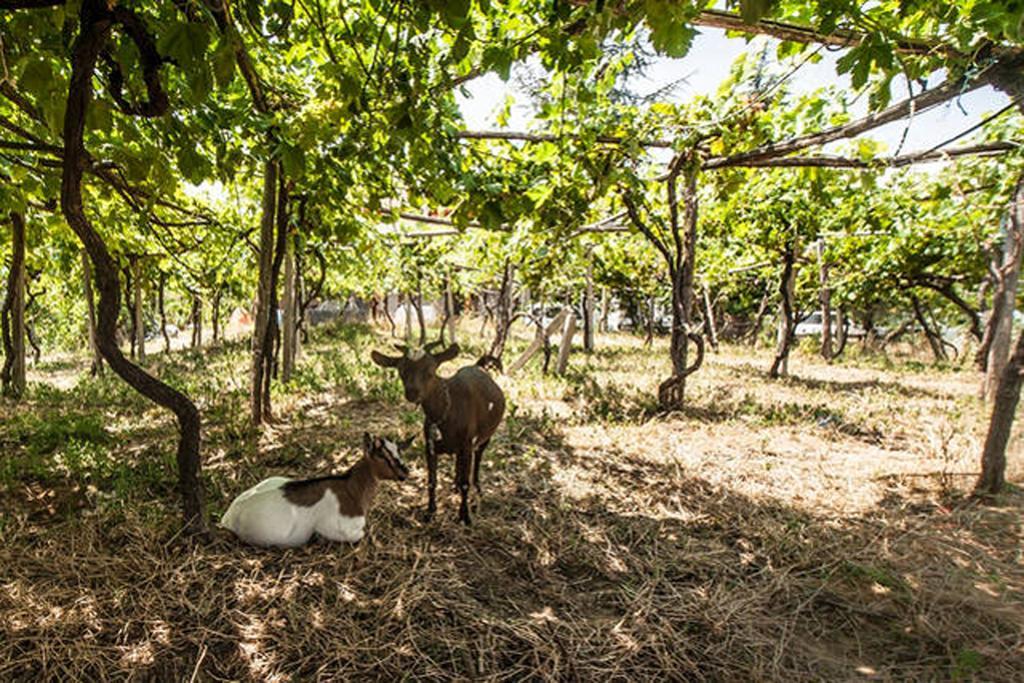 Agriturismo Miracco Atanasio Franco "Il Maniero" Santa Sofia d'Epiro Exterior foto