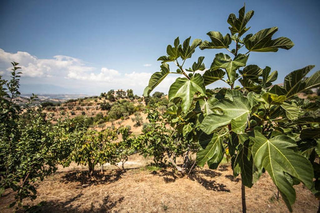 Agriturismo Miracco Atanasio Franco "Il Maniero" Santa Sofia d'Epiro Exterior foto