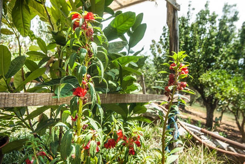 Agriturismo Miracco Atanasio Franco "Il Maniero" Santa Sofia d'Epiro Exterior foto